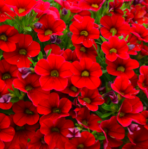 UNO RED